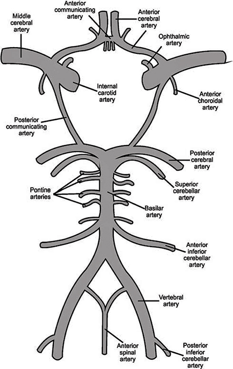 circle of willis