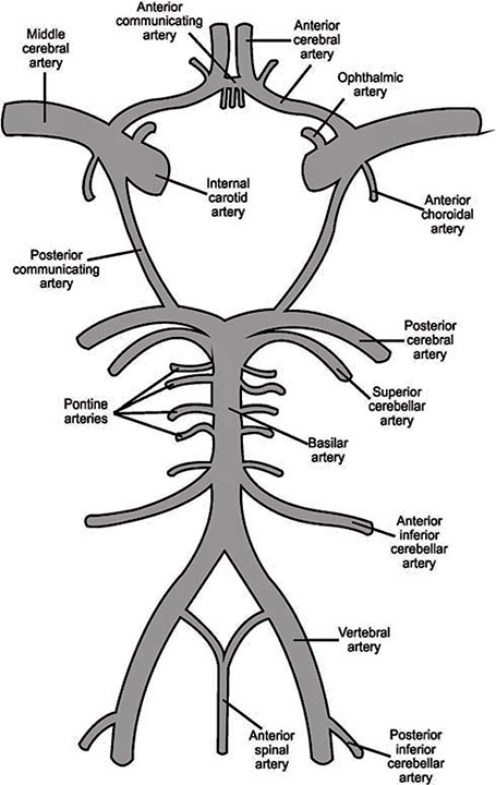 The circle of Willis anatomy structure.